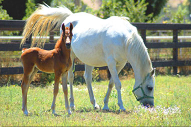 Horse Boarding Ramona CA